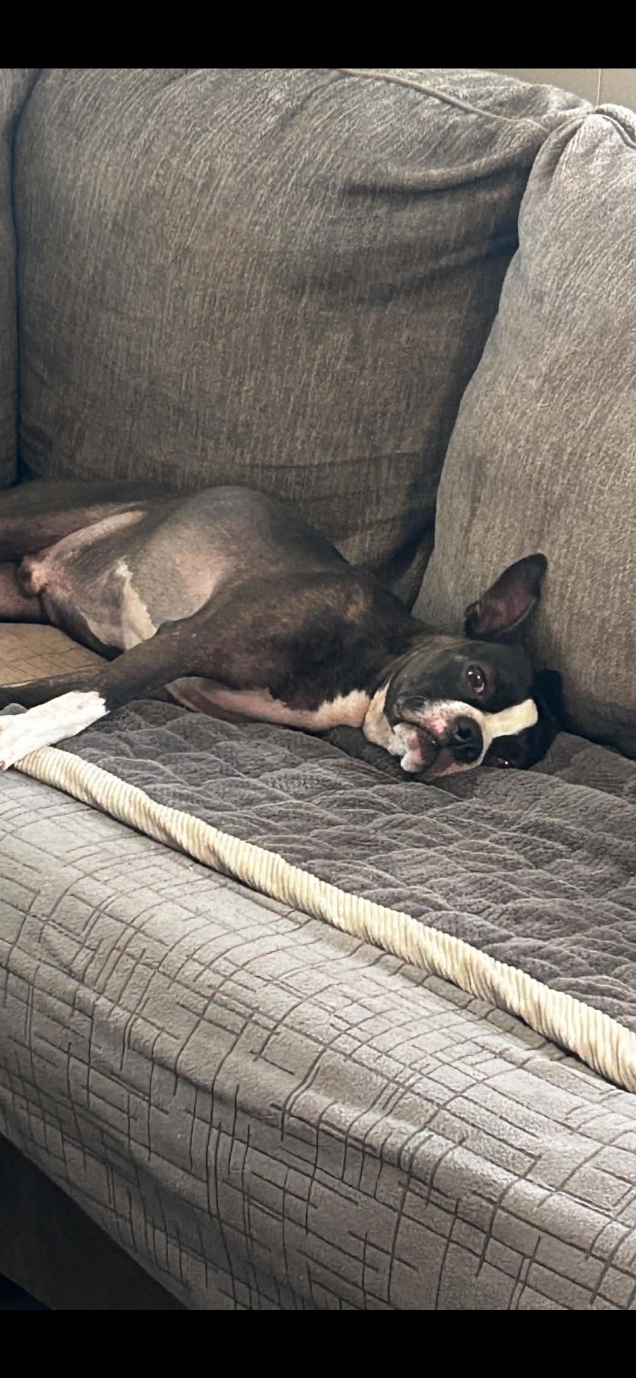 2172 Spider, an adoptable Boston Terrier in Springfield, MO image 4/4