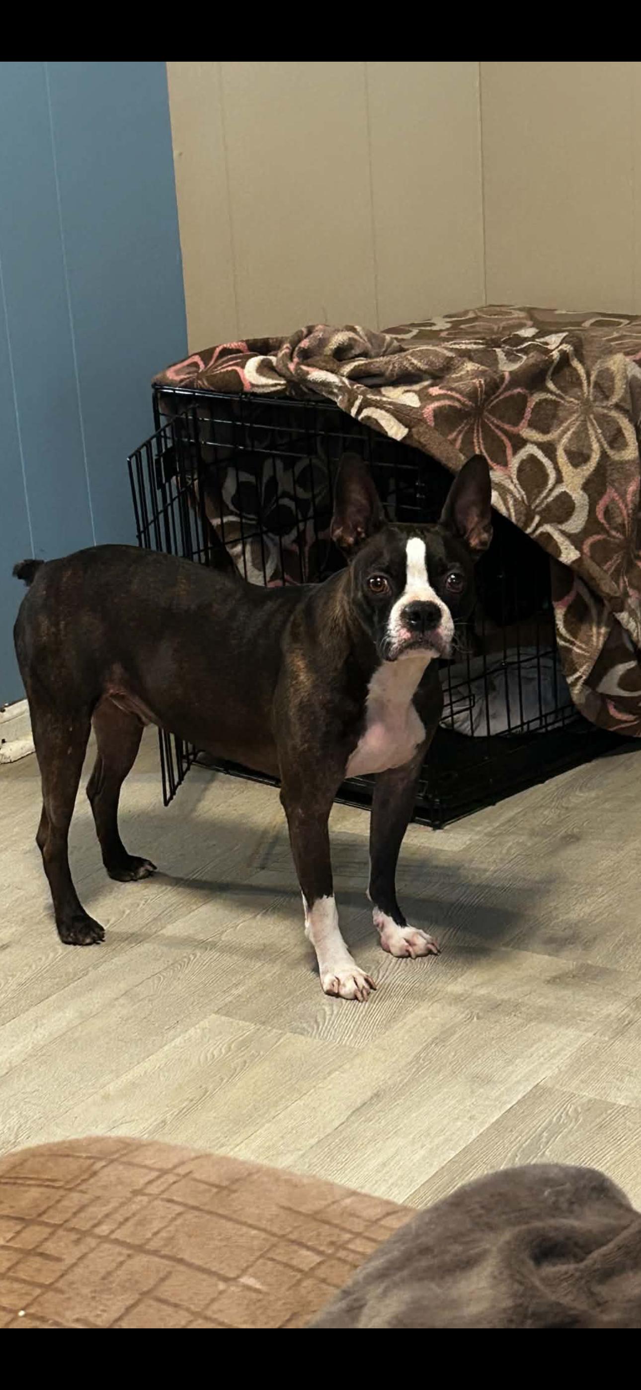 2172 Spider, adoptable, Adult Male Boston Terrier.