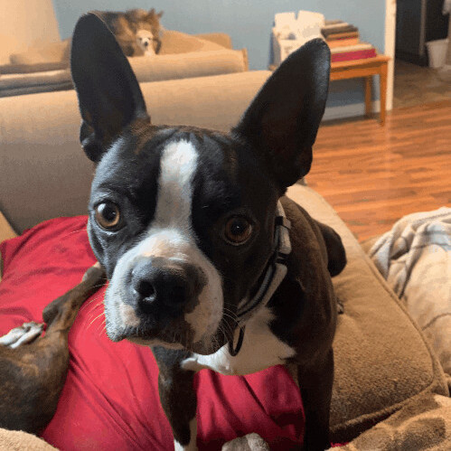 2172 Spider, an adoptable Boston Terrier in Springfield, MO image 2/4