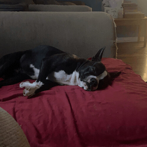 2172 Spider, an adoptable Boston Terrier in Springfield, MO image 3/4