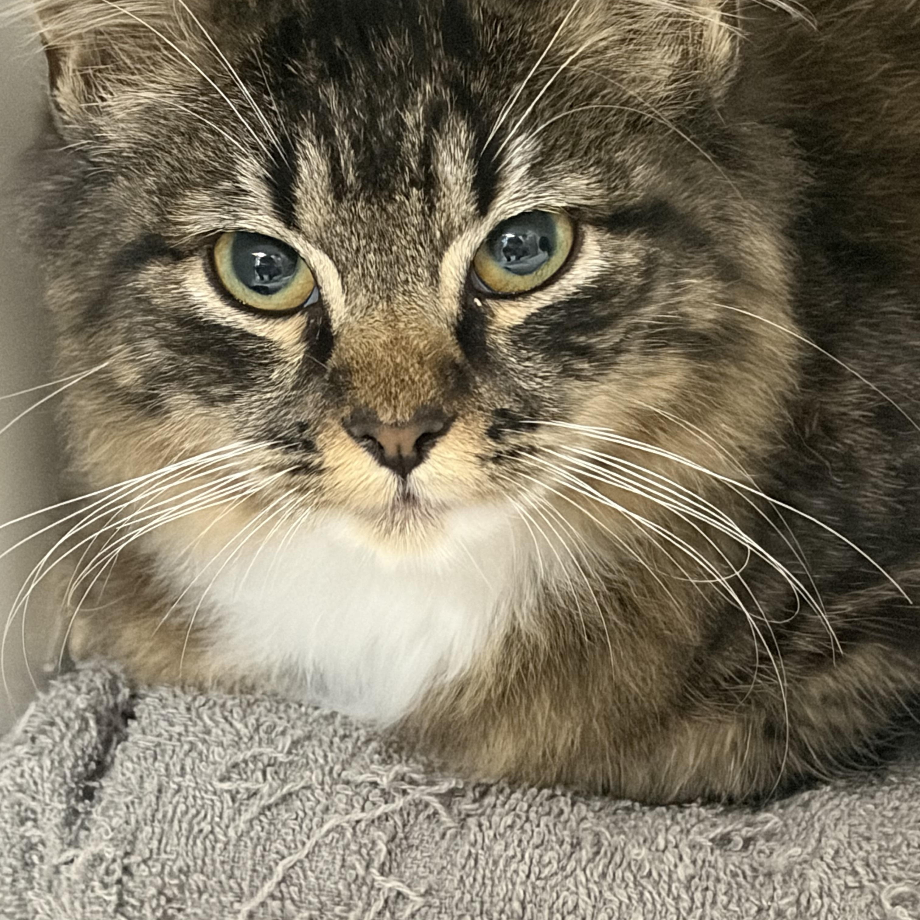 Dolly, adoptable, Young Female Domestic Medium Hair.
