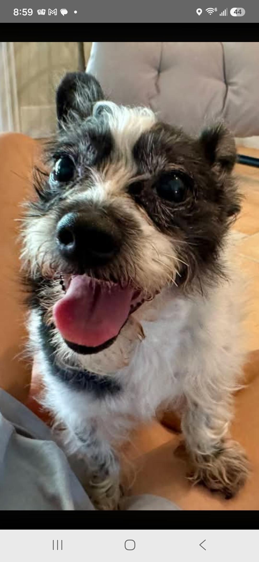 Enlarge Moomoo, a Adoptable mixed breed in Seal Beach, CA image 1/6