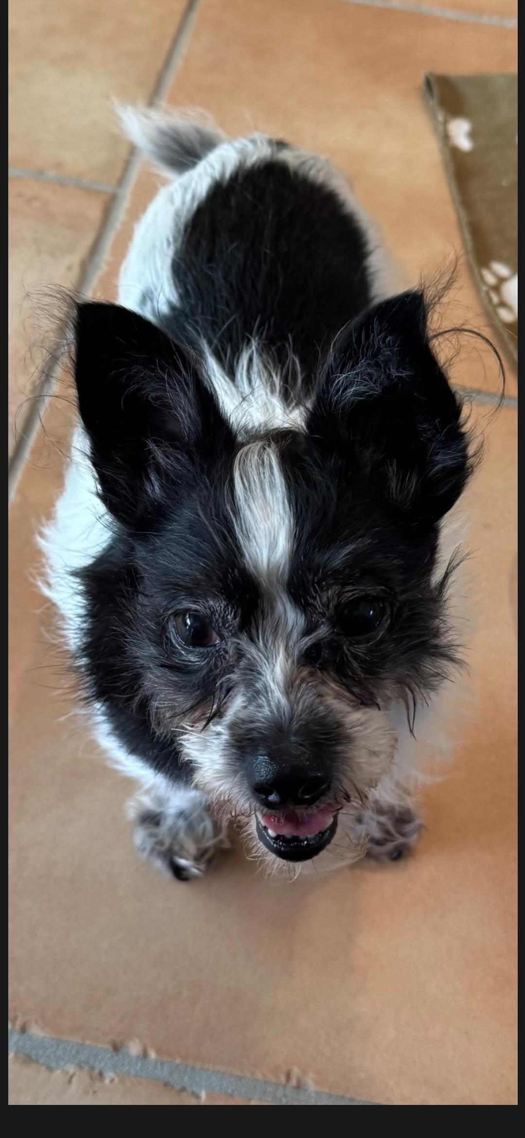 Enlarge Moomoo, a Adoptable mixed breed in Seal Beach, CA image 2/6