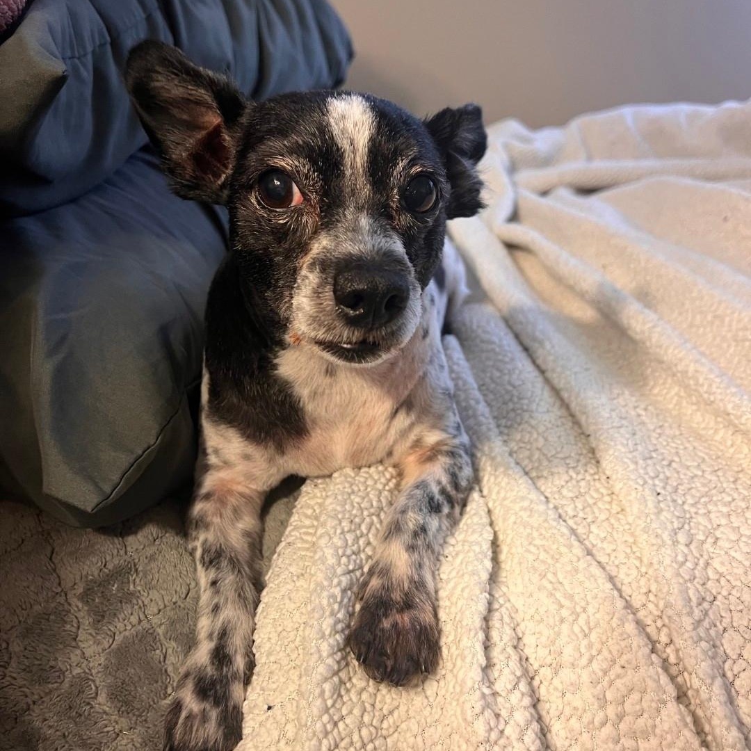 Enlarge Moomoo, a Adoptable mixed breed in Seal Beach, CA image 6/6