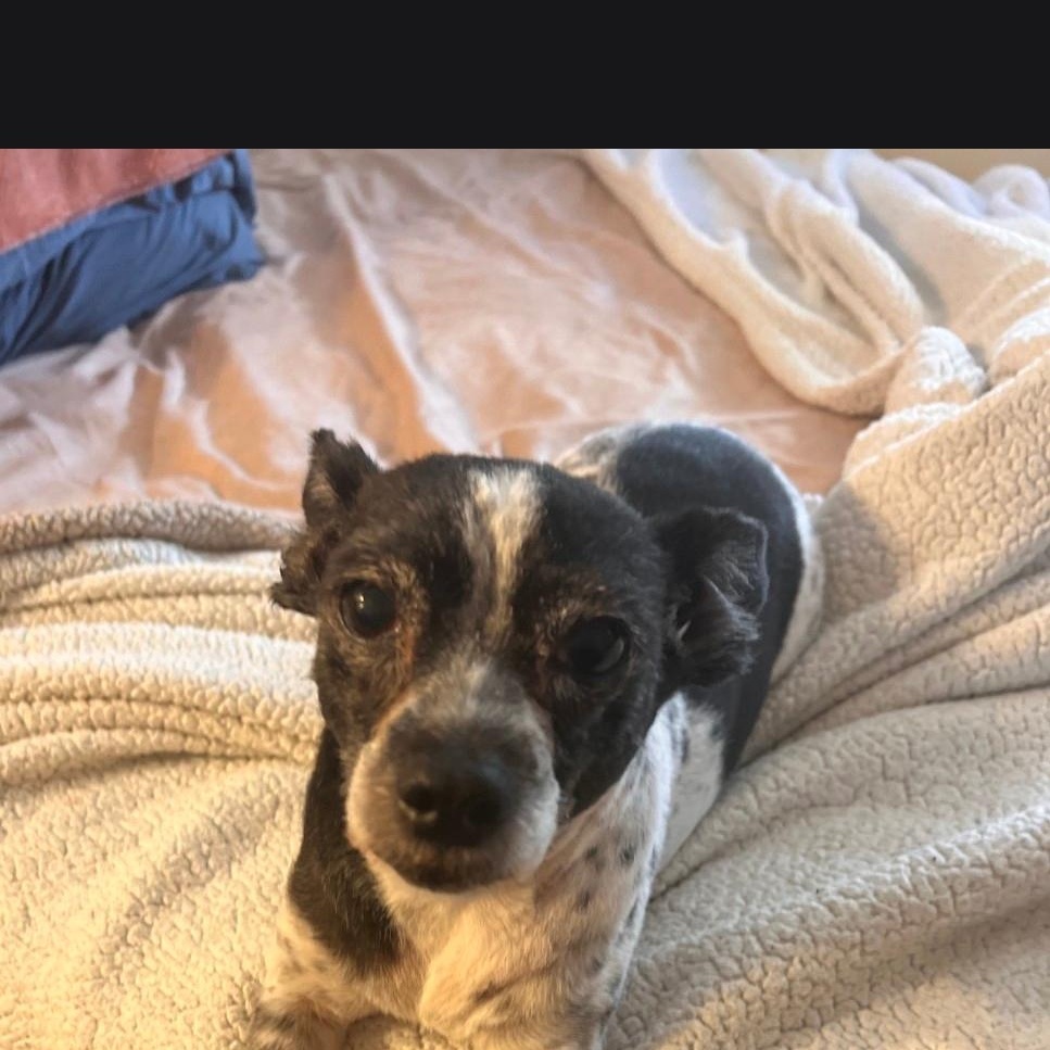 Enlarge Moomoo, a Adoptable mixed breed in Seal Beach, CA image 5/6
