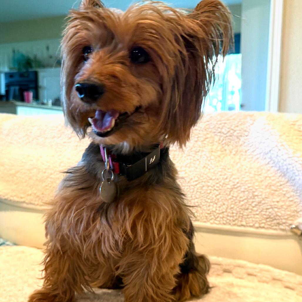 Enlarge Hattie (Dallas), a Adoptable Yorkshire Terrier in Murphy, TX image 1/6