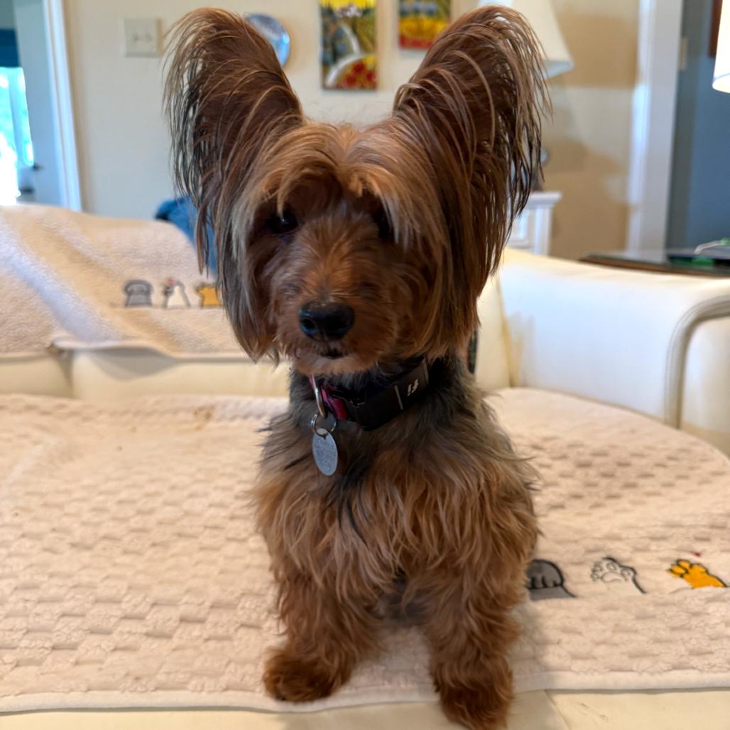 Enlarge Hattie (Dallas), a Adoptable Yorkshire Terrier in Murphy, TX image 2/6