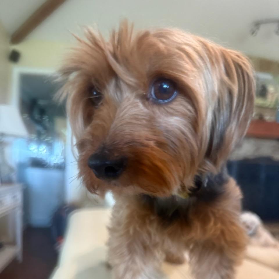 Enlarge Hattie (Dallas), a Adoptable Yorkshire Terrier in Murphy, TX image 6/6