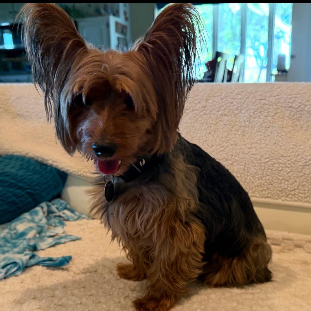 Enlarge Hattie (Dallas), a Adoptable Yorkshire Terrier in Murphy, TX image 4/6