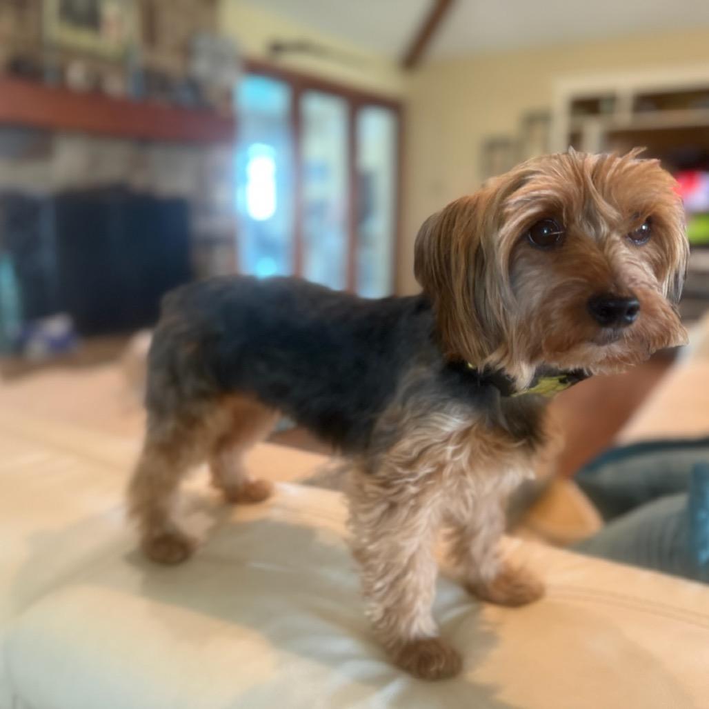 Hattie (Dallas), Adoptable, Adult Female Yorkshire Terrier.