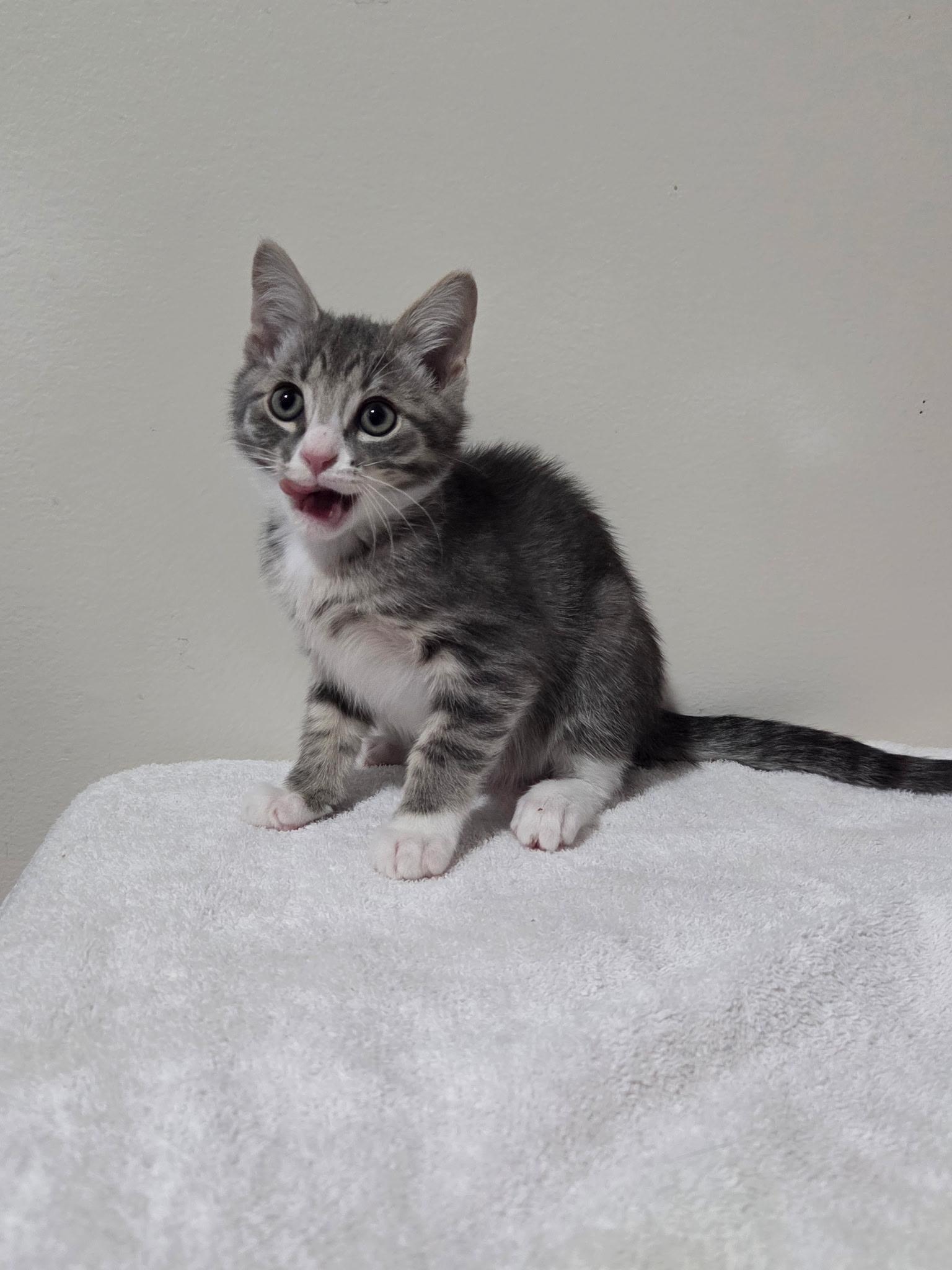Enlarge Vector -Preadoption ONLY, a Adoptable Domestic Short Hair in Chilliwack, BC image 1/2