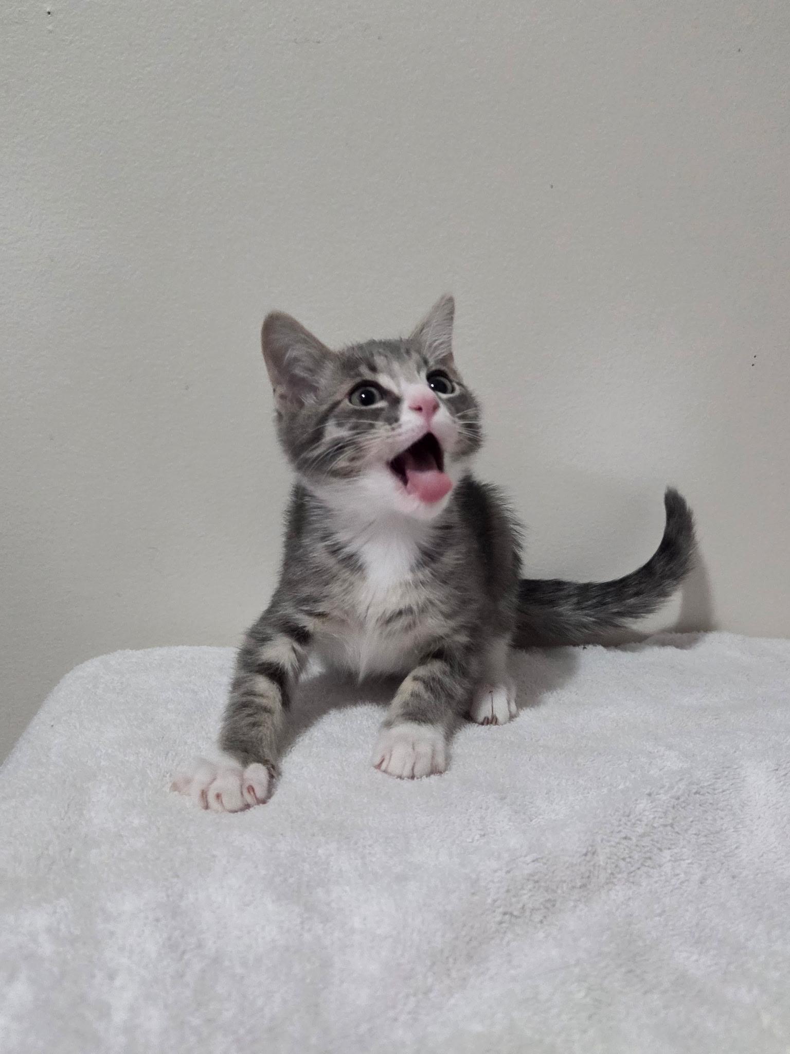 Enlarge Vector -Preadoption ONLY, a Adoptable Domestic Short Hair in Chilliwack, BC image 2/2