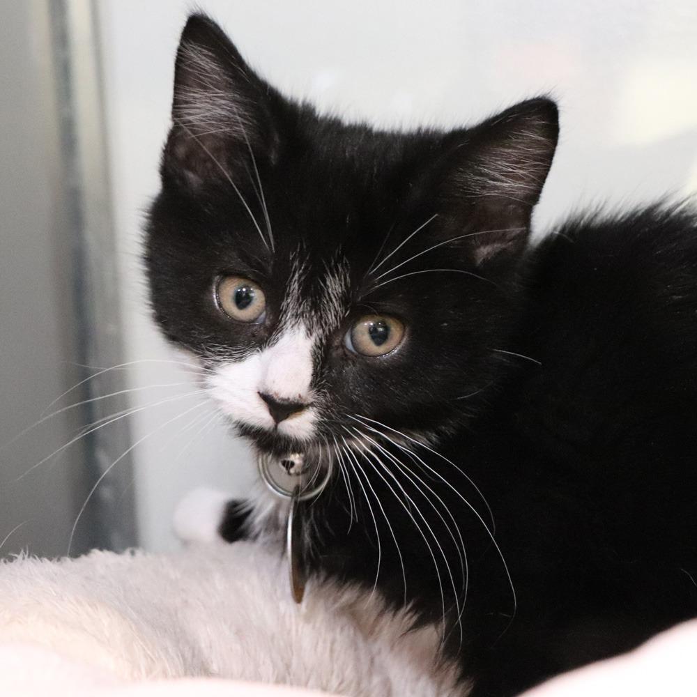 Enlarge H213090 Wario, a Adoptable Domestic Short Hair in Port Washington, NY image 1/1