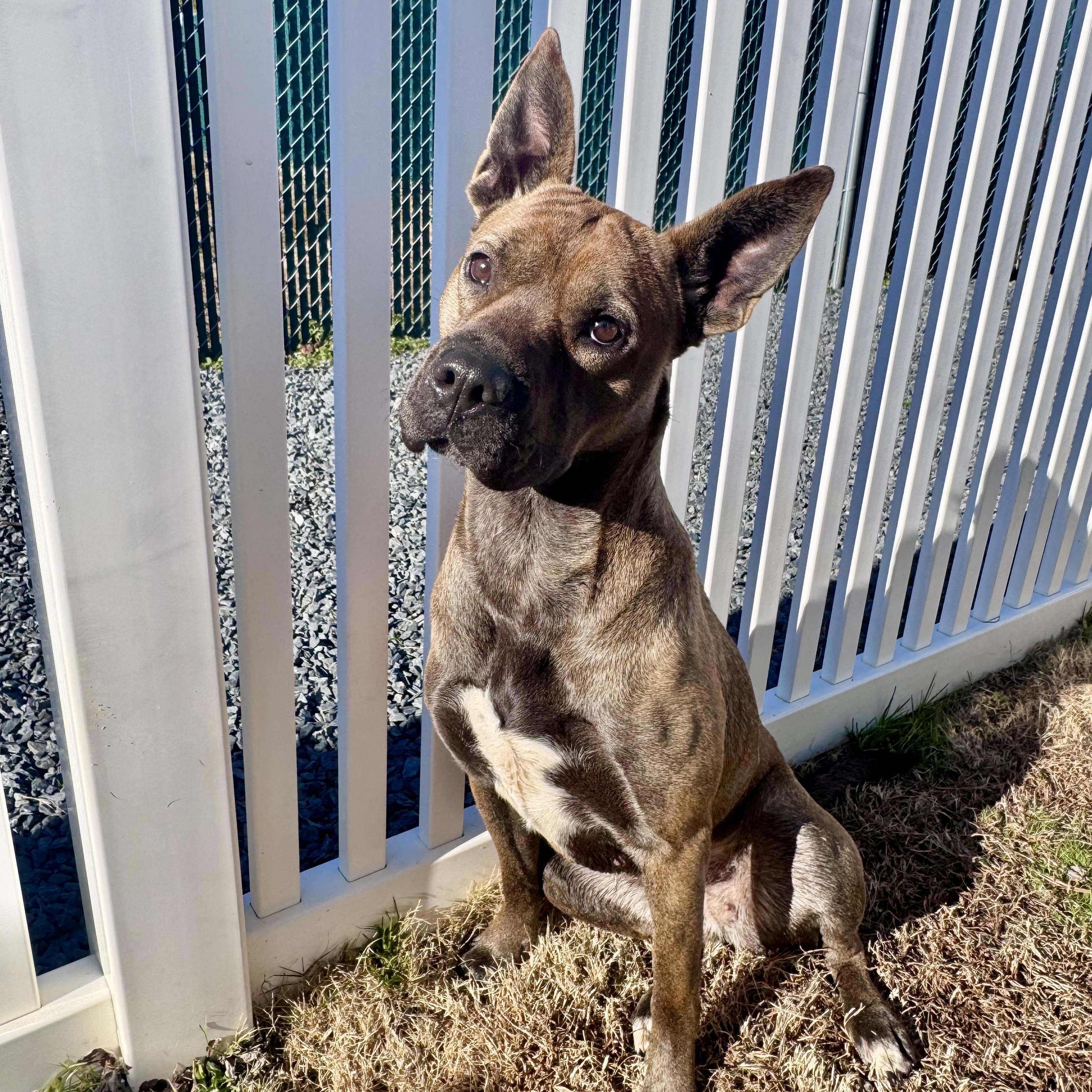 Coke, a Adoptable mixed breed in Paramus, NJ image 2/6
