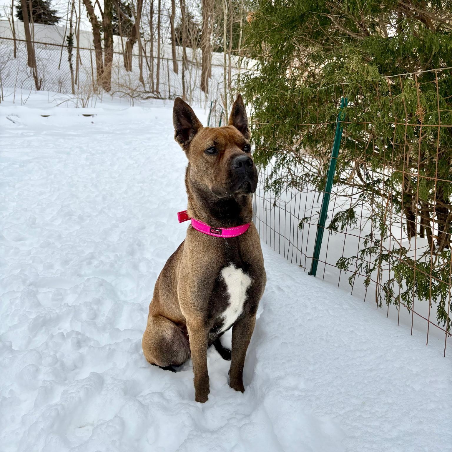 Coke, a Adoptable mixed breed in Paramus, NJ image 2/6