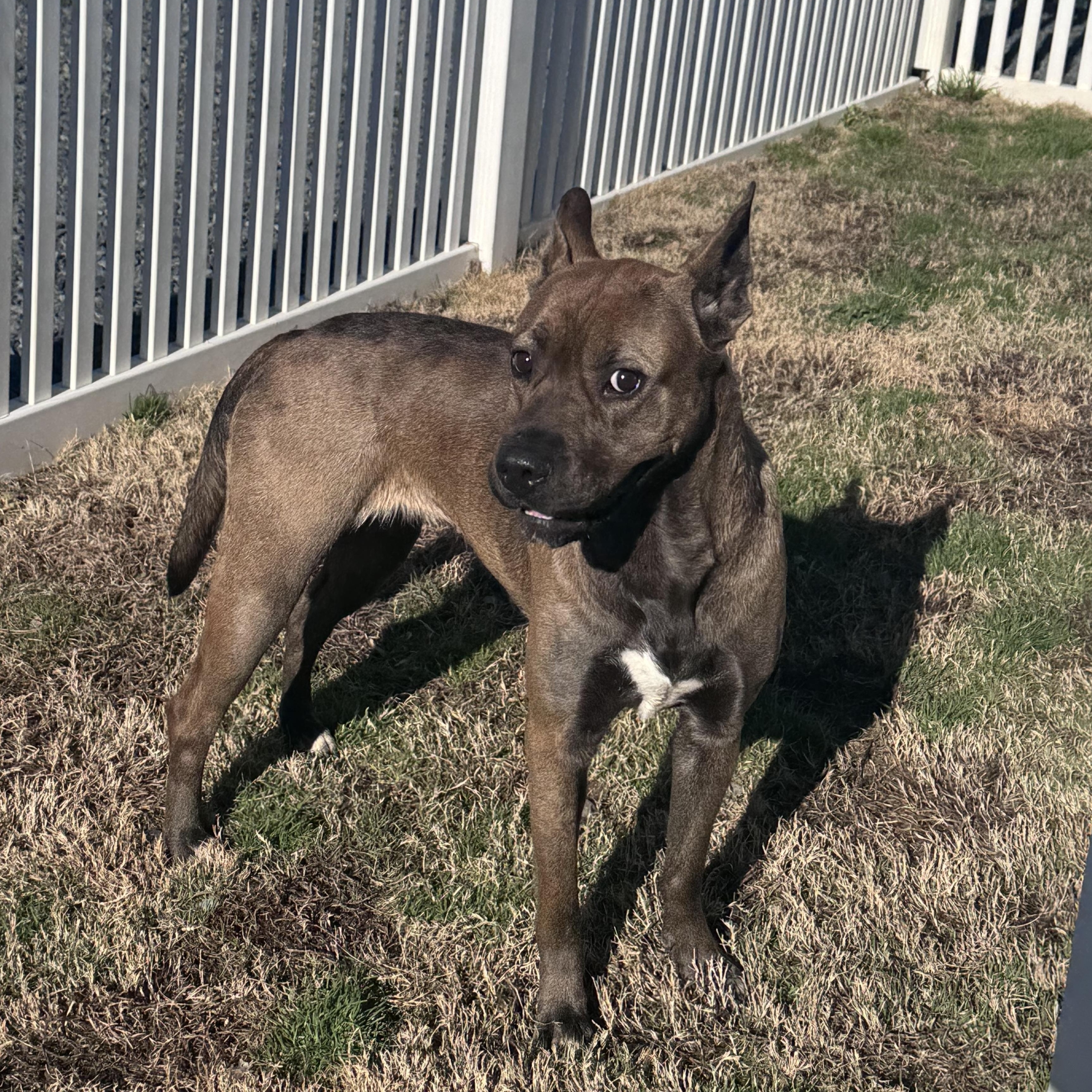 Coke, a Adoptable mixed breed in Paramus, NJ image 3/6