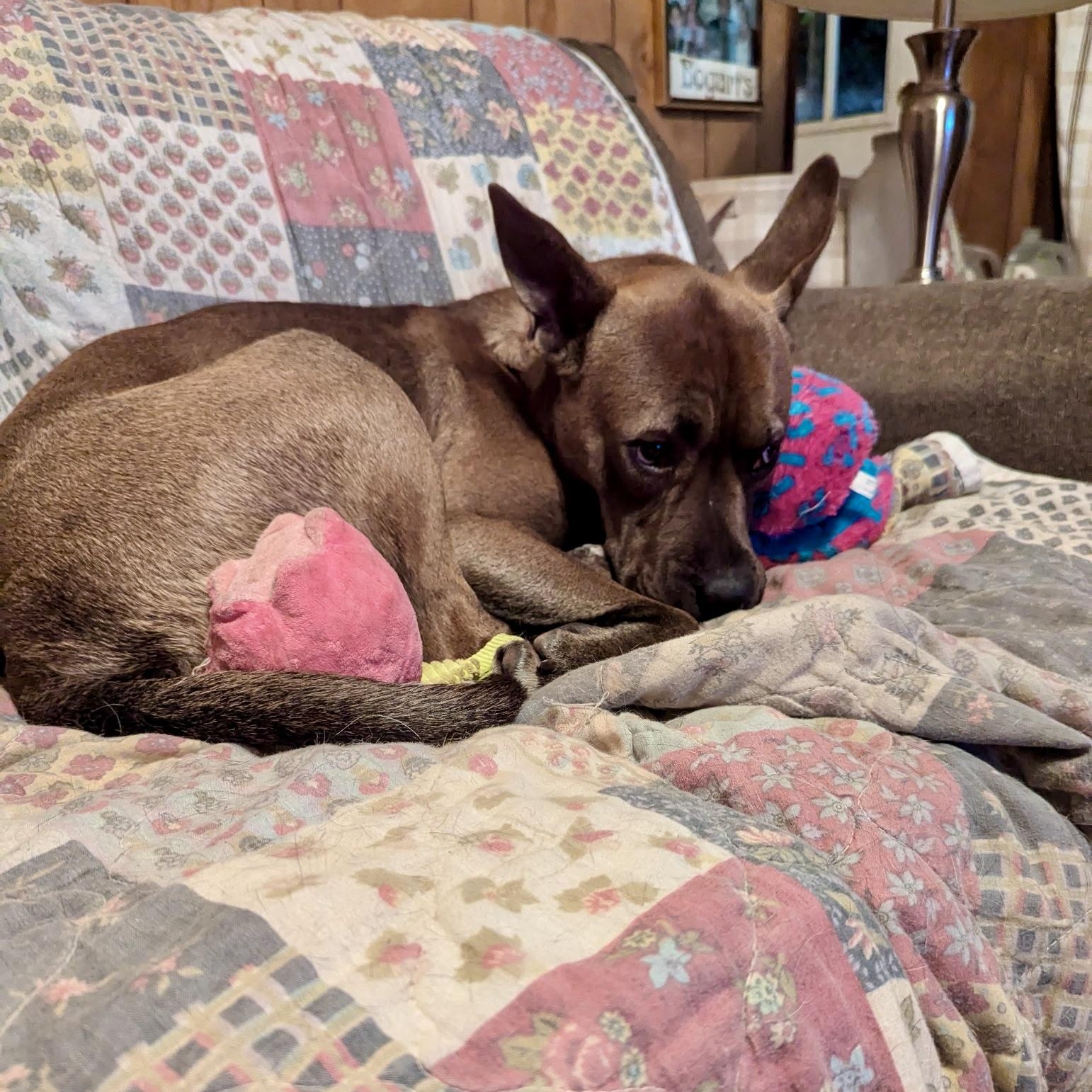 Coke, a Adoptable mixed breed in Paramus, NJ image 5/6