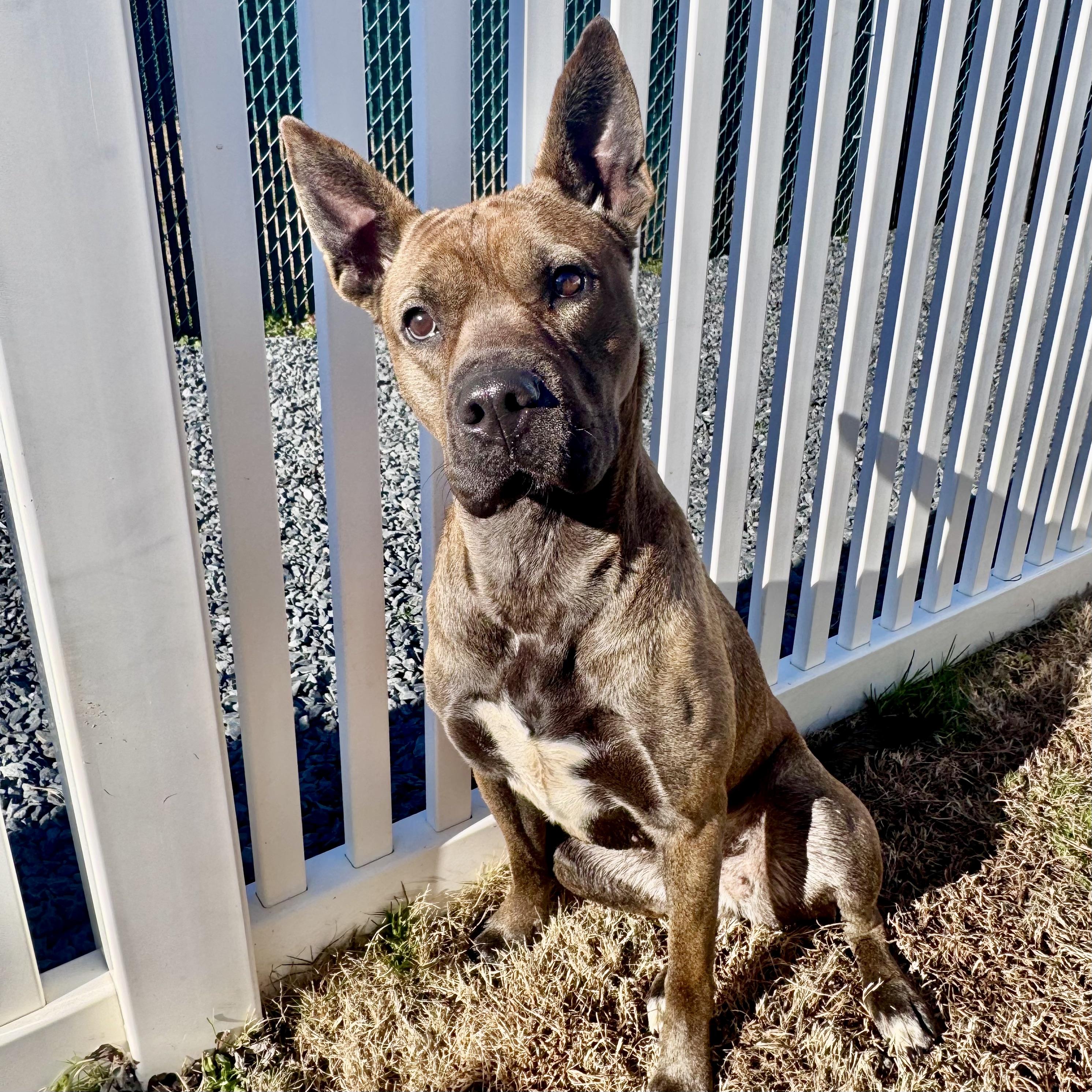 Coke, a Adoptable mixed breed in Paramus, NJ image 5/6