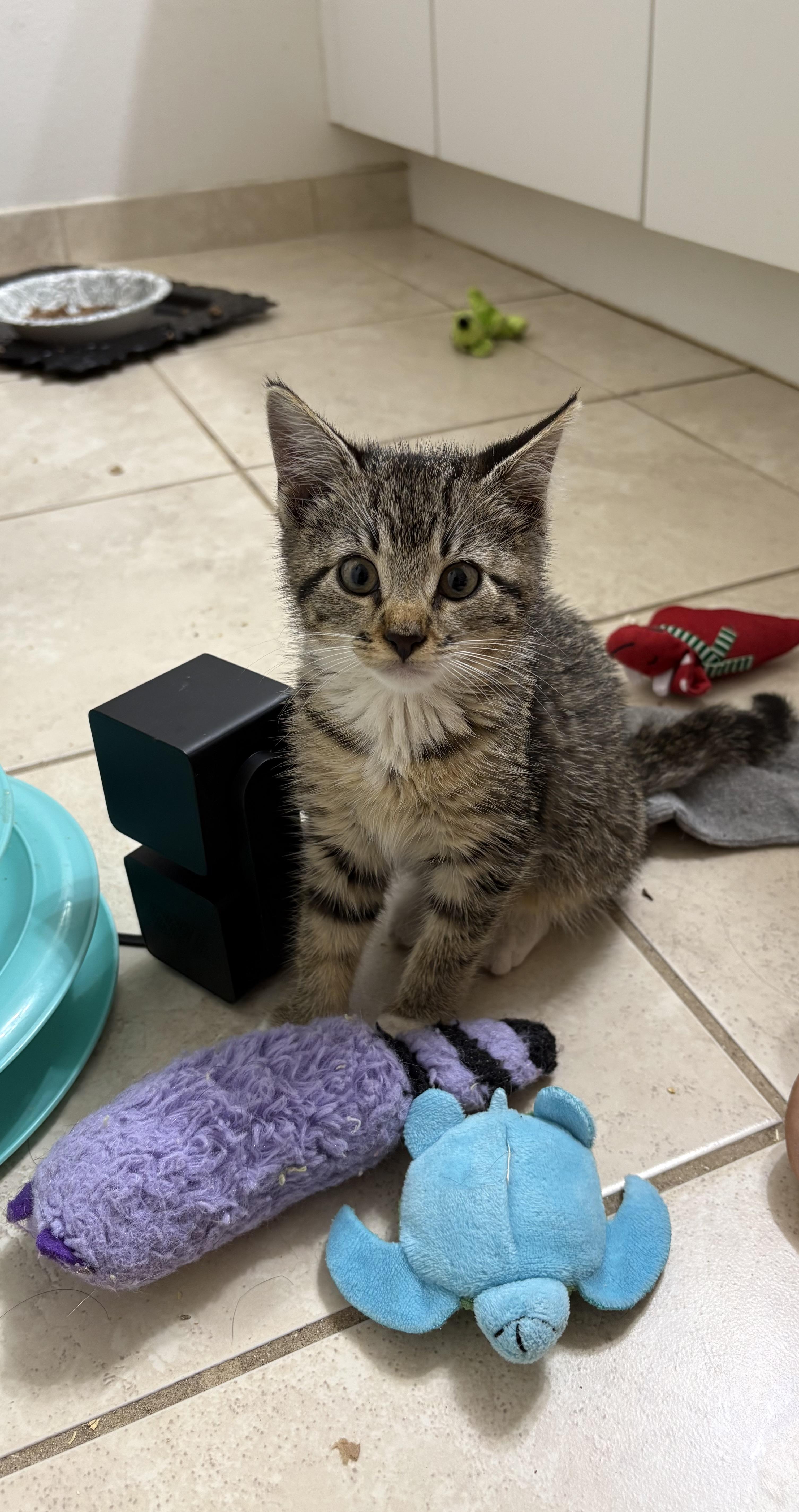 Enlarge Brambles, a ADOPTABLE Domestic Short Hair in Lantana, FL image 2/5