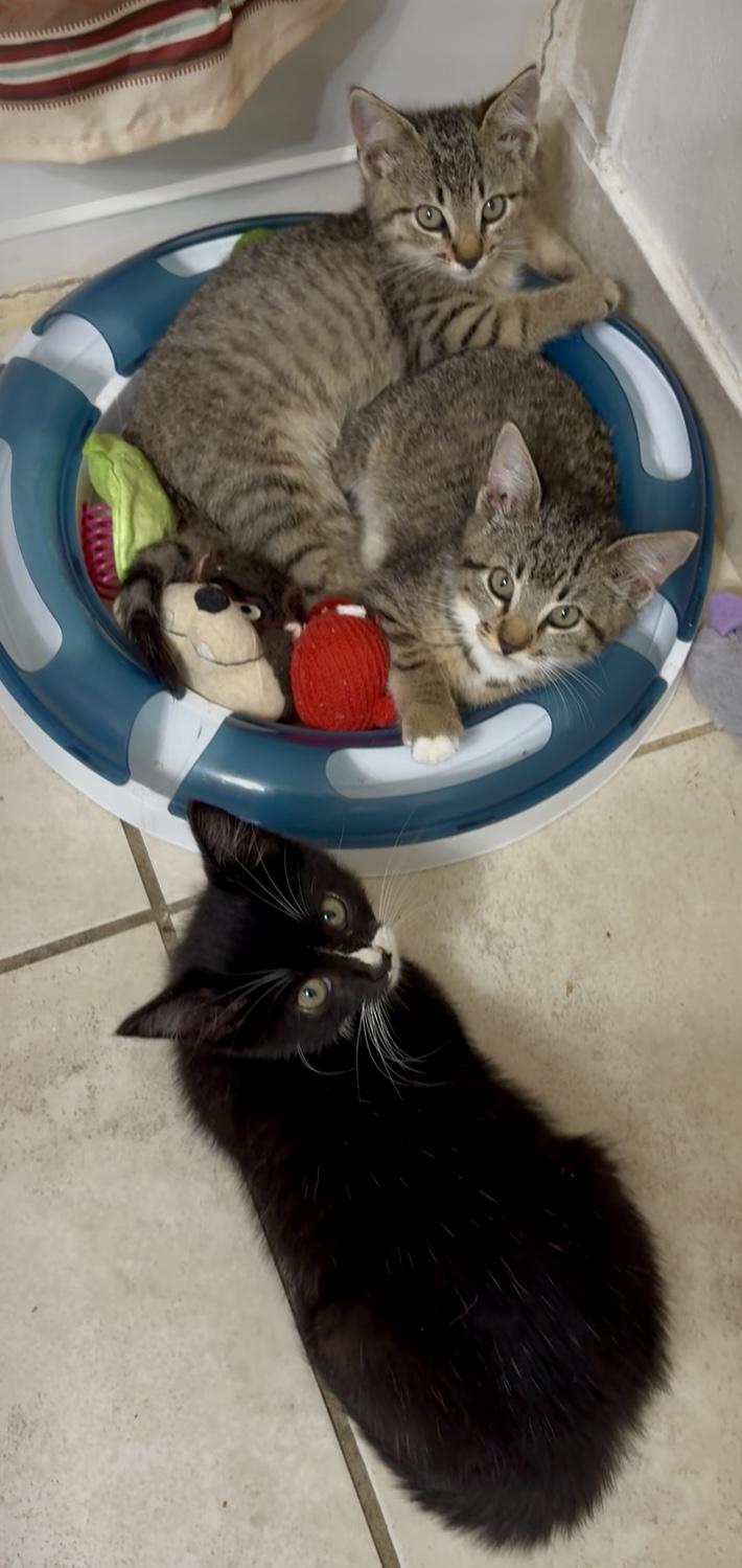 Enlarge Brambles, a ADOPTABLE Domestic Short Hair in Lantana, FL image 4/5