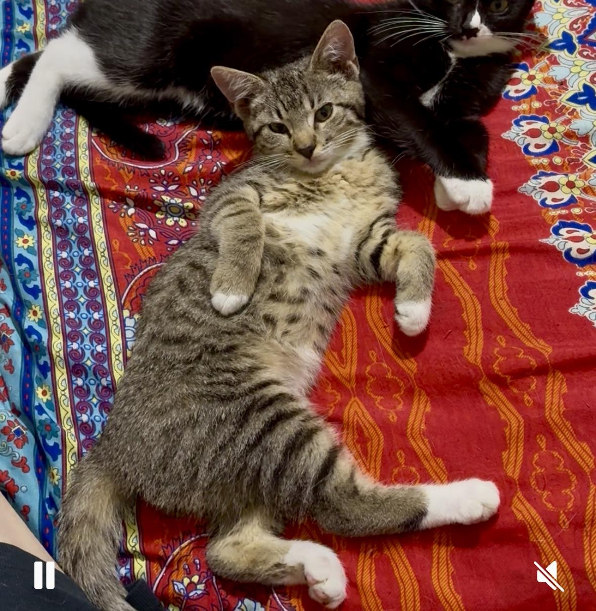 Enlarge Brambles, a ADOPTABLE Domestic Short Hair in Lantana, FL image 1/5