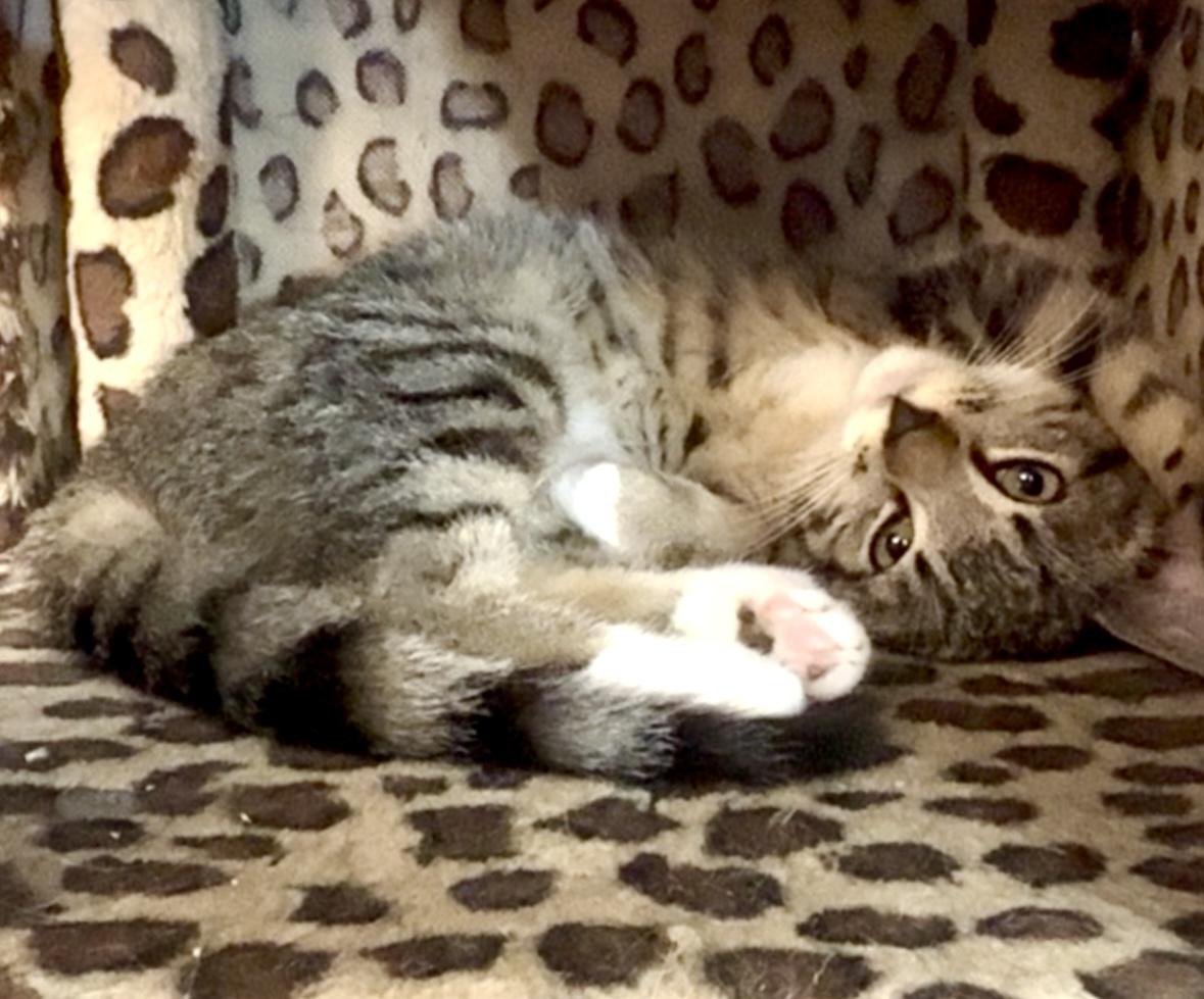 Enlarge Brambles, a ADOPTABLE Domestic Short Hair in Lantana, FL image 2/5