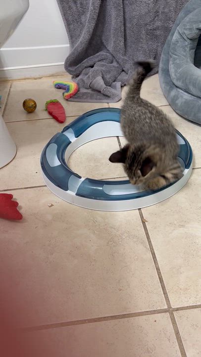 Enlarge Brambles, a ADOPTABLE Domestic Short Hair in Lantana, FL video 5/5