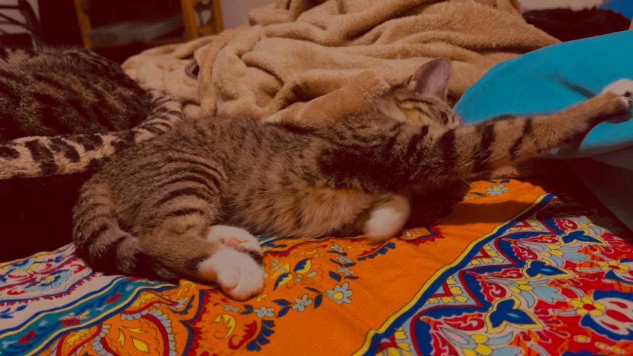 Enlarge Brambles, a ADOPTABLE Domestic Short Hair in Lantana, FL video 3/5