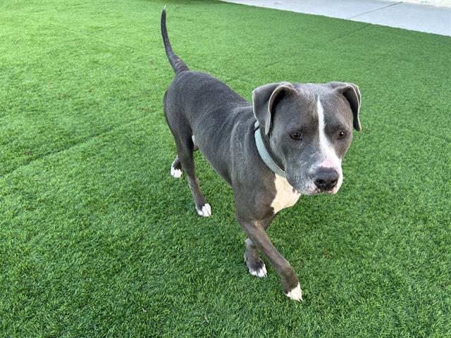 POPPY, Adoptable, Adult Female American Staffordshire Terrier & Mixed Breed.