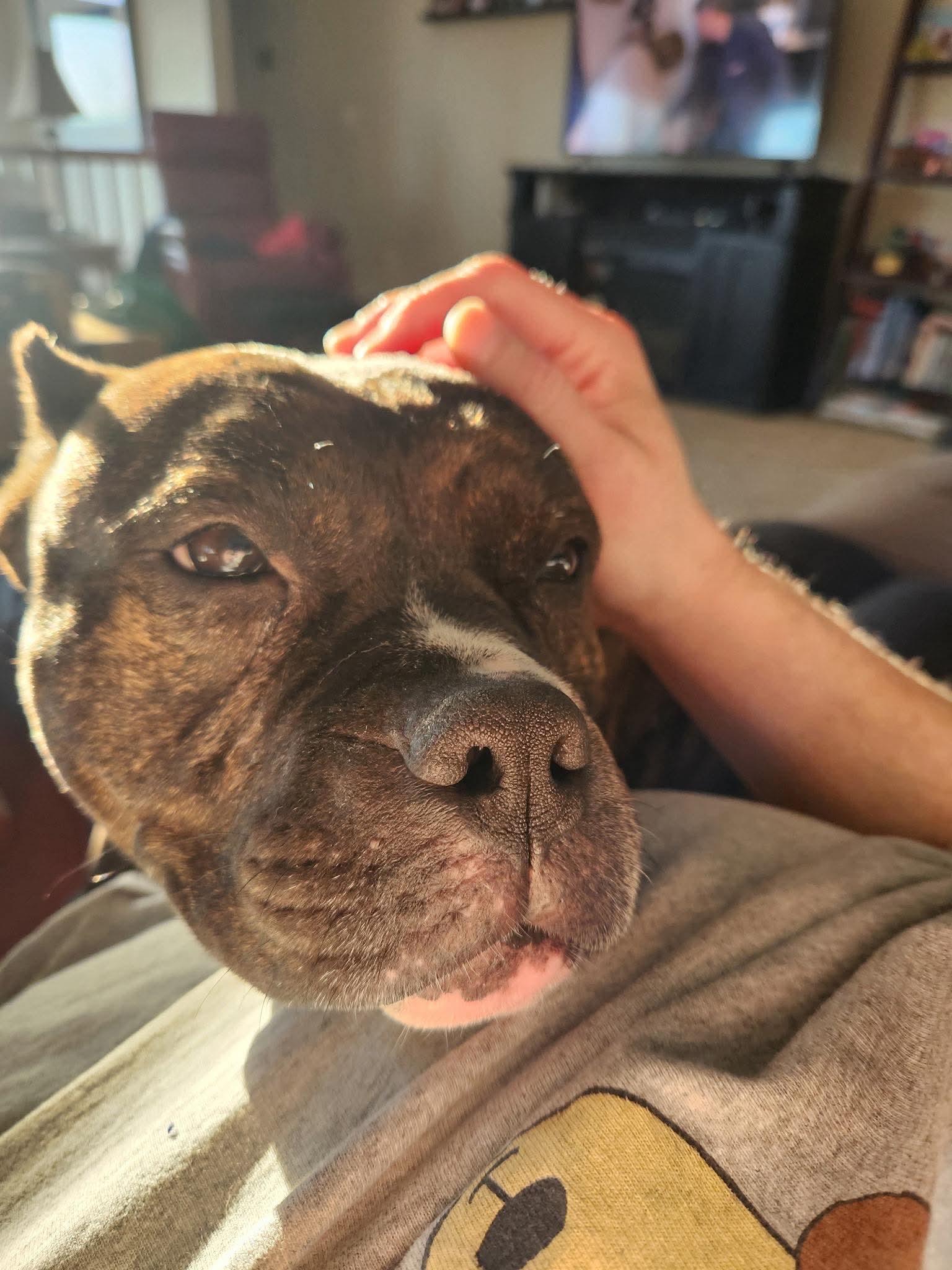 Enlarge Noel, an adoptable mixed breed in Cedar Rapids, IA image 4/6