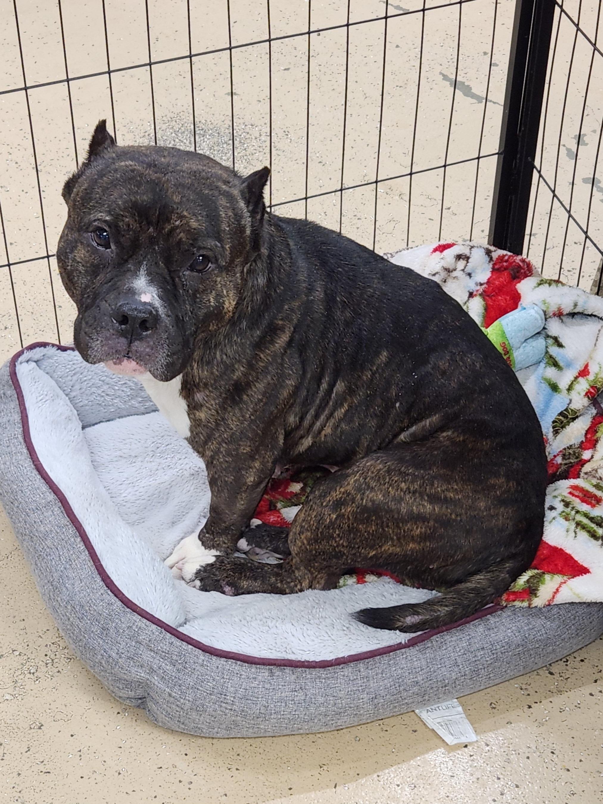 Noel, Adoptable, Adult Female American Bully.