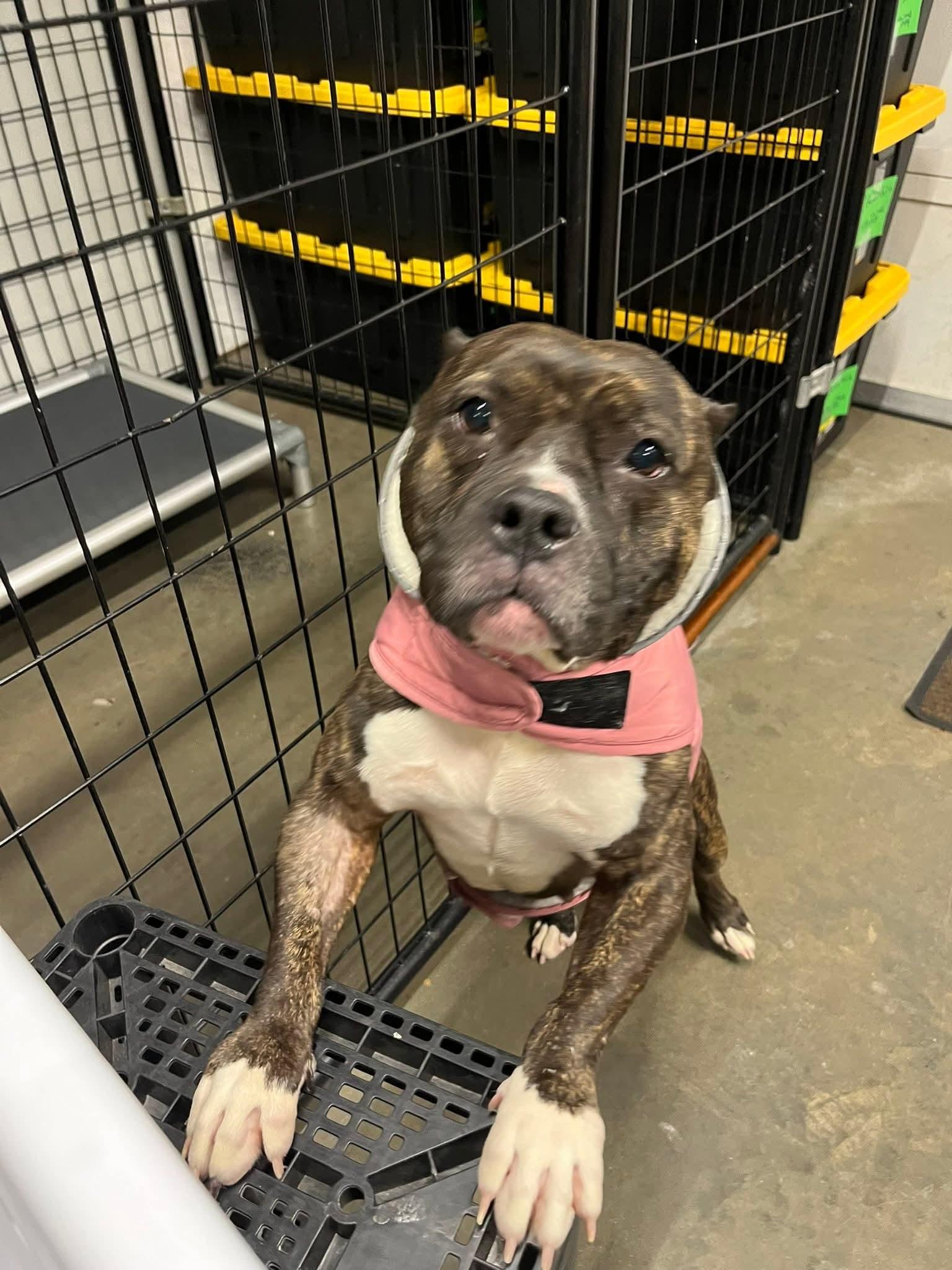 Enlarge Noel, a Adoptable mixed breed in Cedar Rapids, IA image 2/5