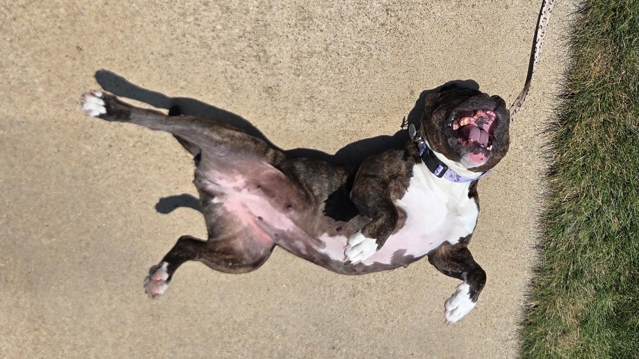 Enlarge Noel, an adoptable mixed breed in Cedar Rapids, IA image 5/6