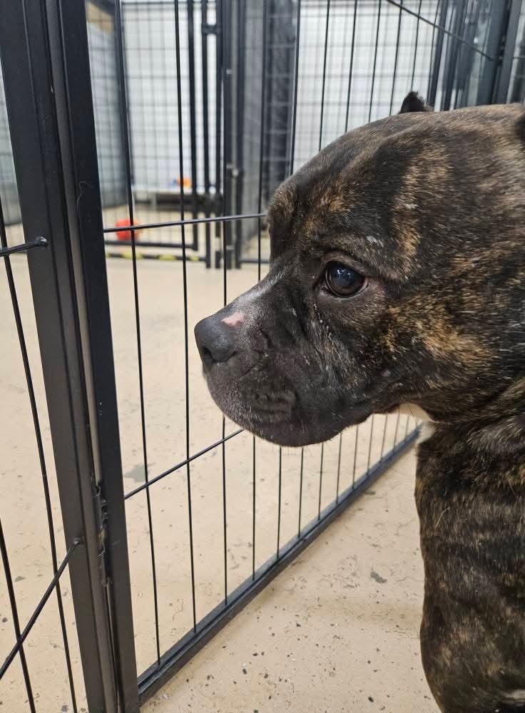 Enlarge Noel, a Adoptable mixed breed in Cedar Rapids, IA image 3/5