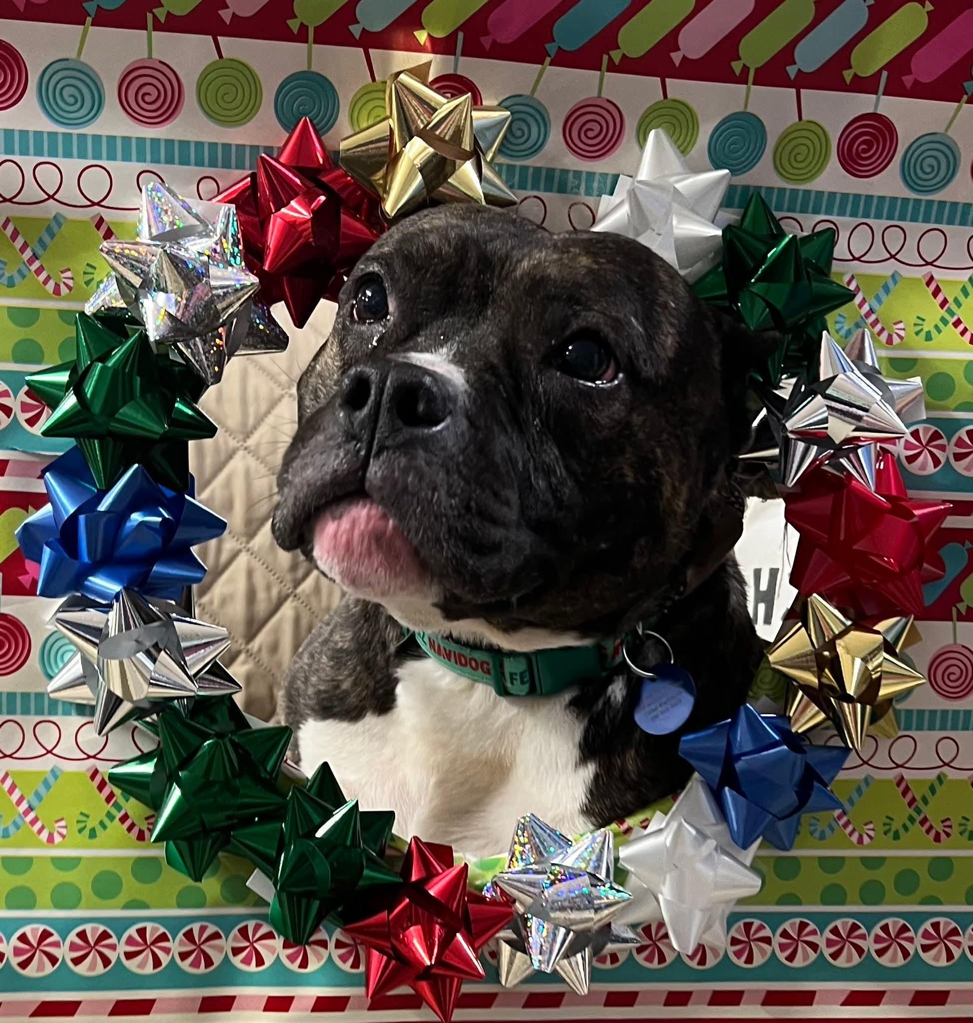 Enlarge Noel, a Adoptable mixed breed in Cedar Rapids, IA image 4/5