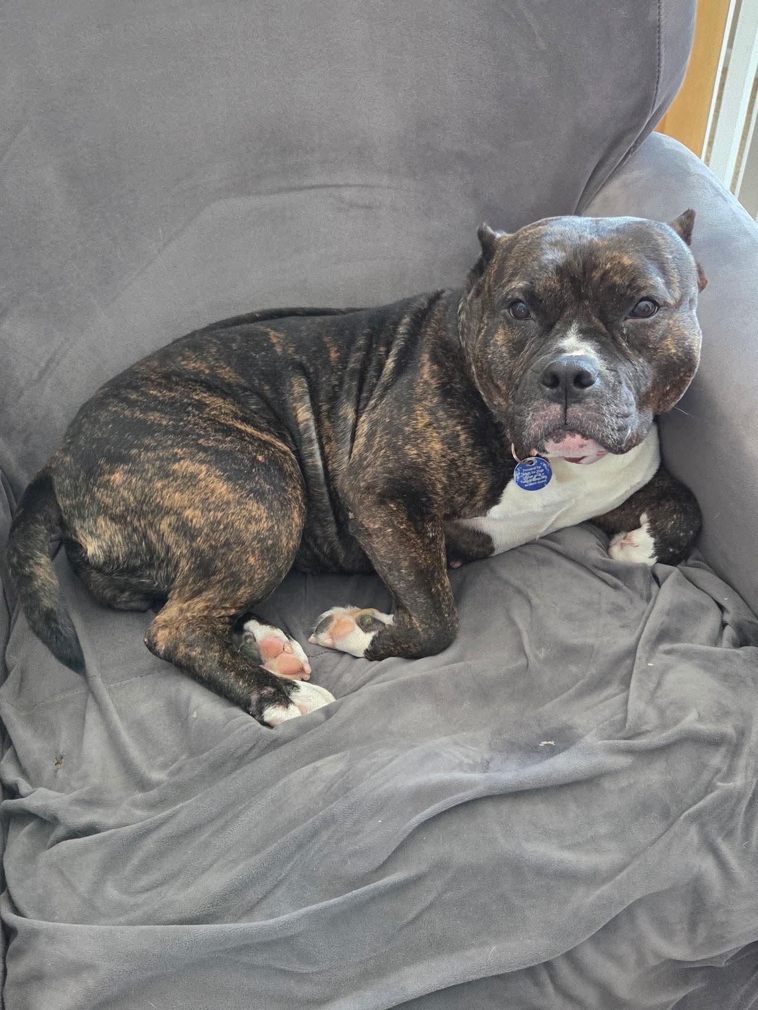 Enlarge Noel, an adoptable mixed breed in Cedar Rapids, IA image 1/6