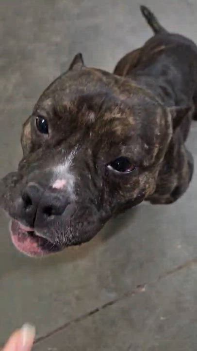 Enlarge Noel, a Adoptable mixed breed in Cedar Rapids, IA video 5/5