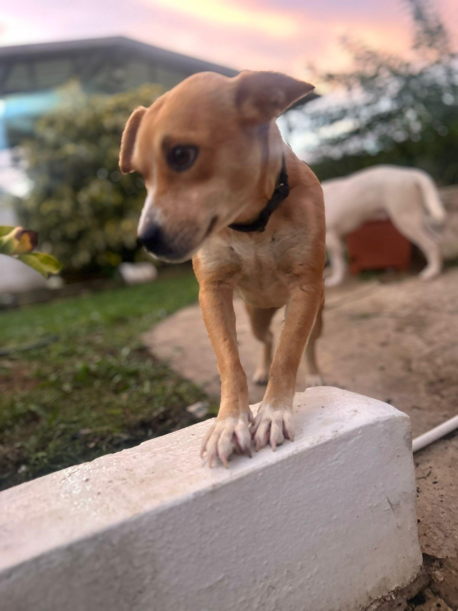Lady, adoptable, Adult Female Chiweenie.