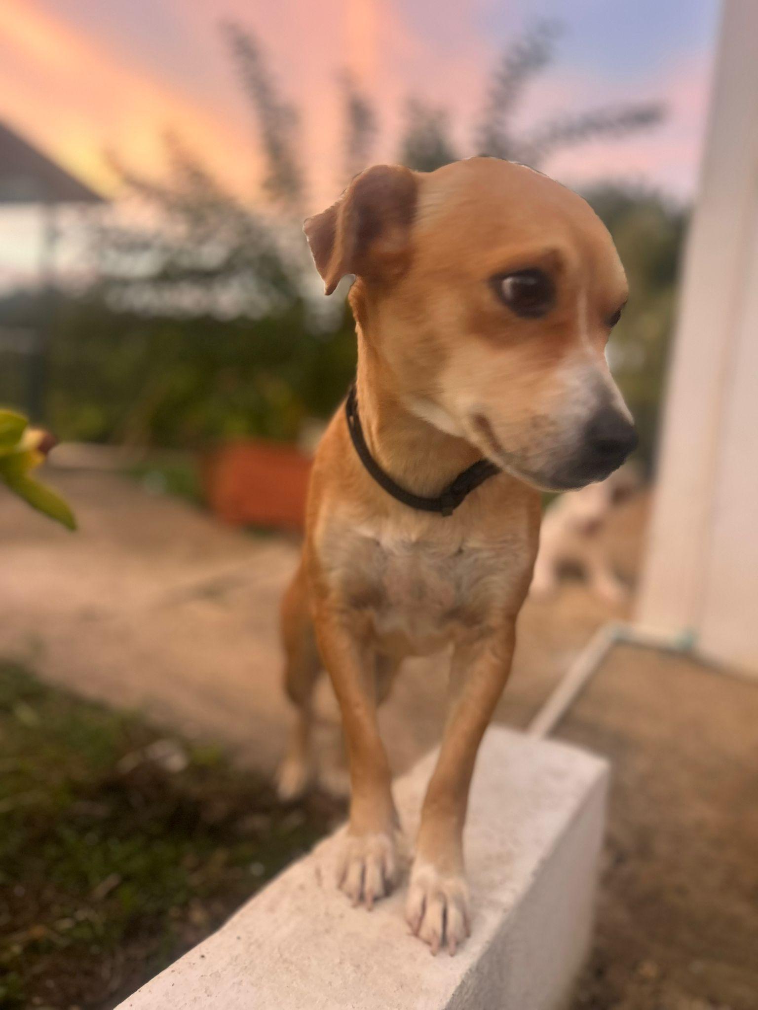 Enlarge Lady, an adoptable mixed breed in Albion, NY image 2/4