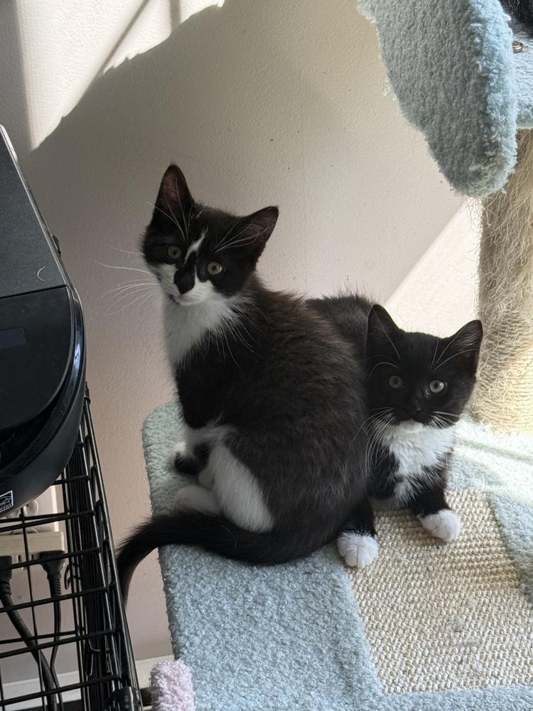 Charcoal (BONDED PAIR), Adoptable, Kitten Female Domestic Short Hair.