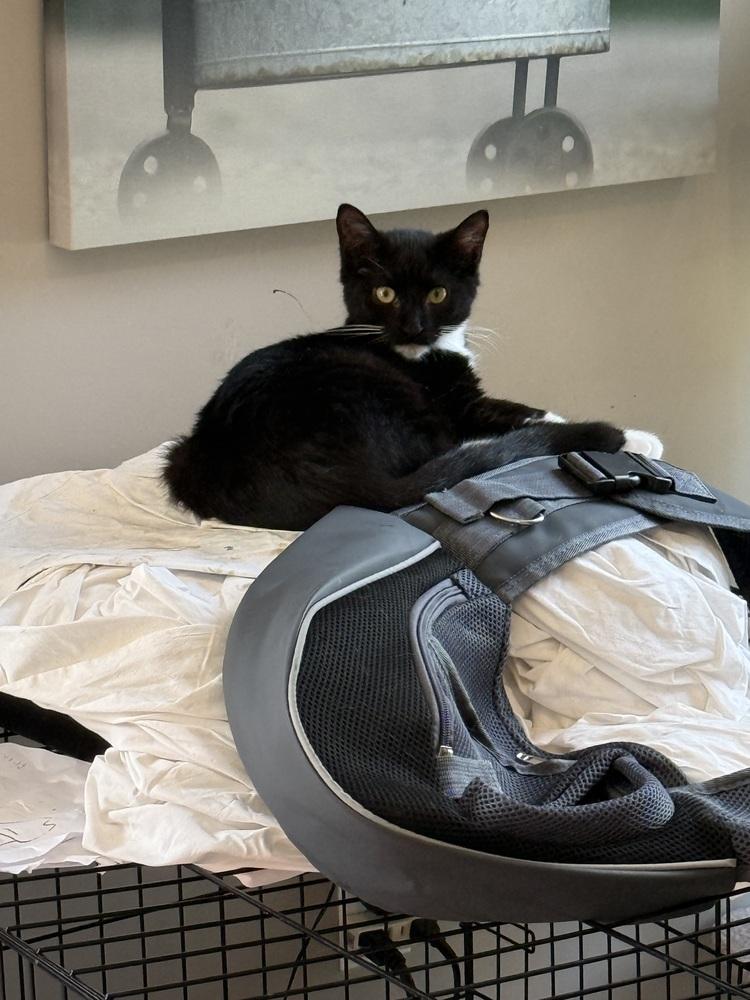 Enlarge Charcoal (BONDED PAIR), a Adoptable Domestic Short Hair in Bolton, CT image 2/6