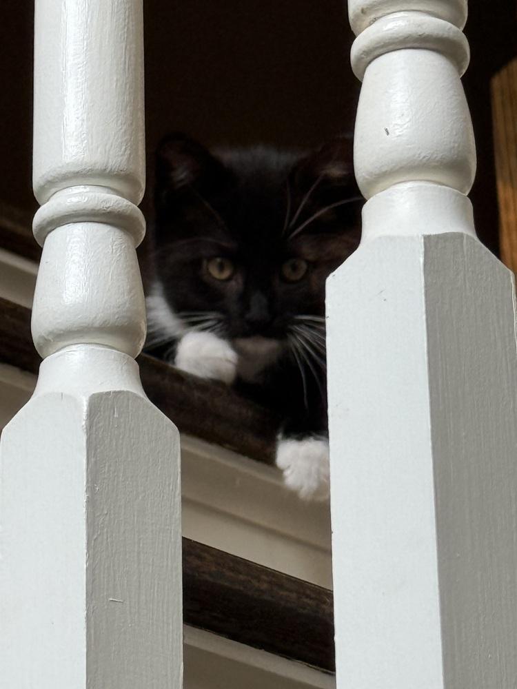 Enlarge Charcoal (BONDED PAIR), a Adoptable Domestic Short Hair in Bolton, CT image 4/6