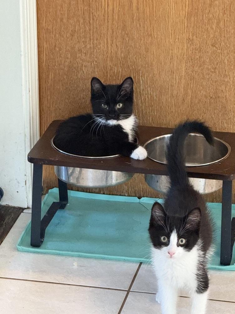 Enlarge Charcoal (BONDED PAIR), a Adoptable Domestic Short Hair in Bolton, CT image 5/6