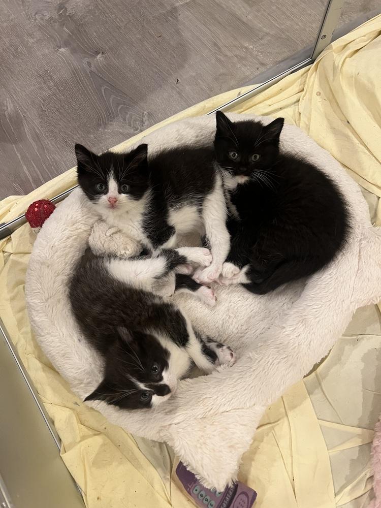 Enlarge Charcoal (BONDED PAIR), a Adoptable Domestic Short Hair in Bolton, CT image 6/6