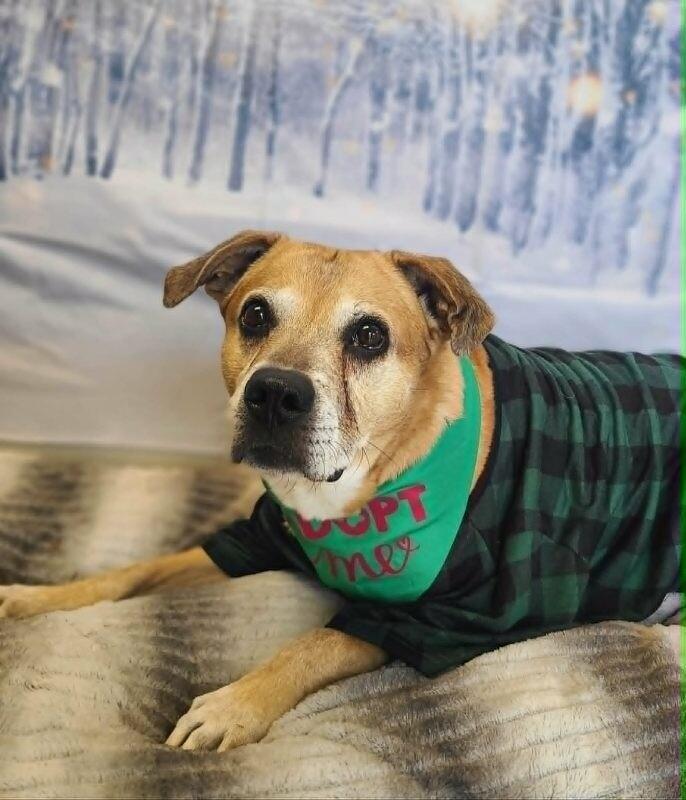 King, Adoptable, Adult Male Labrador Retriever & Mixed Breed.