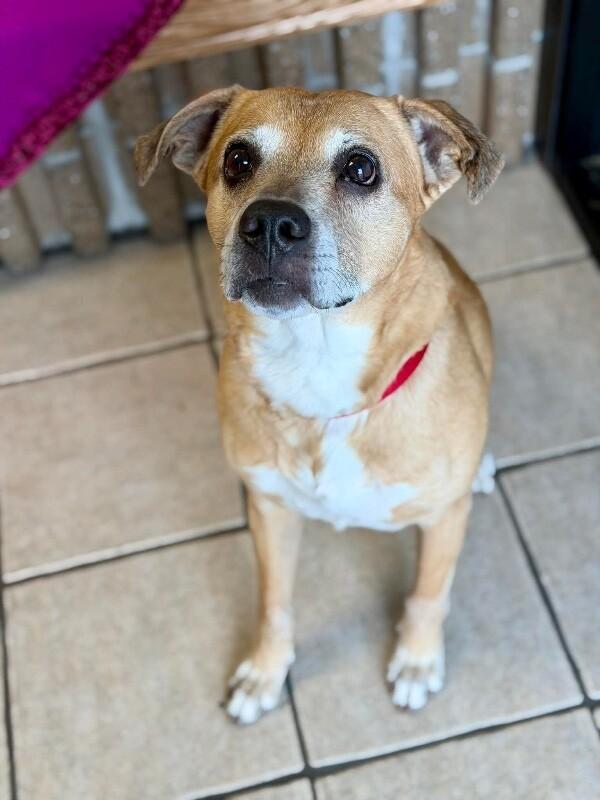 King, Adoptable, Adult Male Labrador Retriever & Mixed Breed.