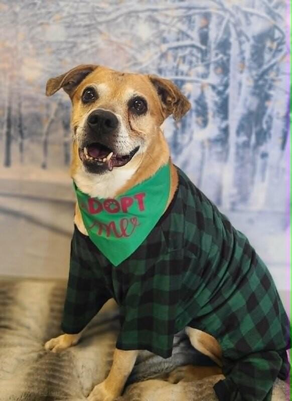 King, a Adoptable mixed breed in Fruit Heights, UT image 2/6