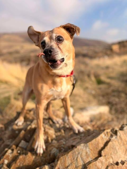 King, a Adoptable mixed breed in Fruit Heights, UT image 3/6