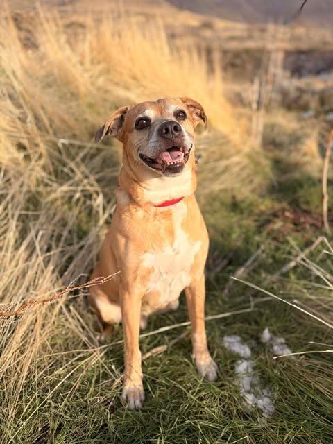 King, a Adoptable mixed breed in Fruit Heights, UT image 4/6