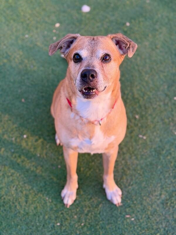 King, a Adoptable mixed breed in Fruit Heights, UT image 5/6